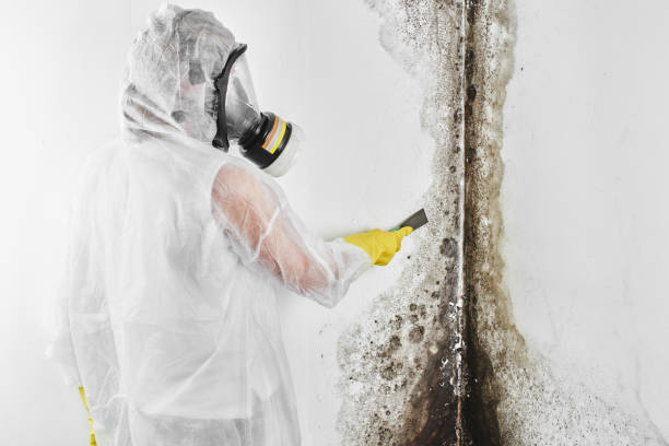 Best Crawl Space Mold Removal  in Venice, IL