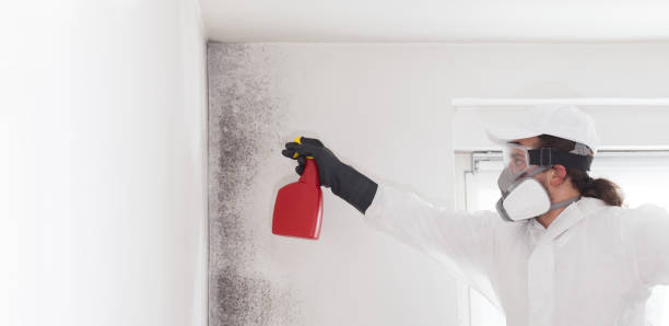 Home Mold Removal in Venice, IL