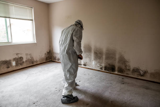 Best Attic Mold Removal  in Venice, IL