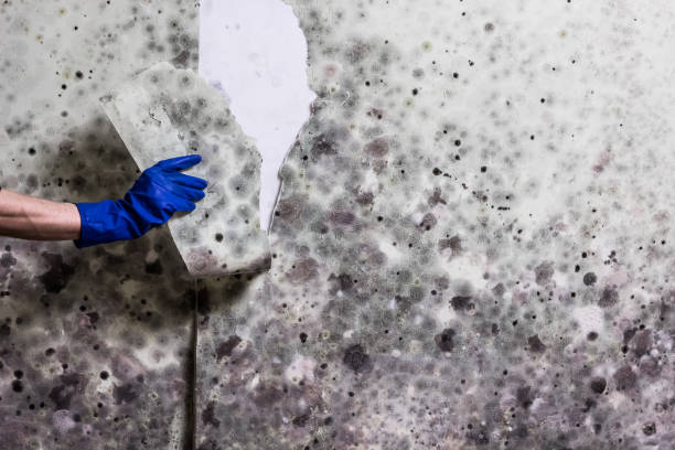 Mold Removal and Inspection in Venice, IL