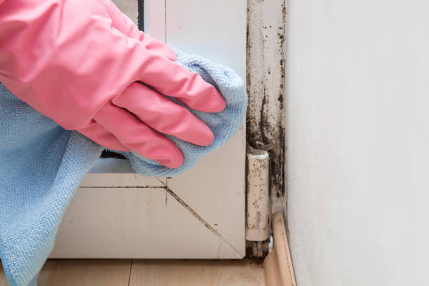 Best Mold Removal Process  in Venice, IL